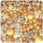 Псилоцибиновые (галлюциногенные) грибы Psilocybin "Golden Teacher" в Кировске Псилоцибиновые (галлюциногенные) грибы Psilocybin "Golden Teacher" в Кировске