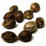 Семена марихуаны АК-47 (Seeds AK-47) в Кировске Семена марихуаны АК-47 (Seeds AK-47) в Кировске